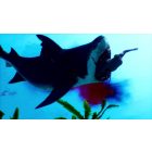 Maneater [Apex Edition] PS4